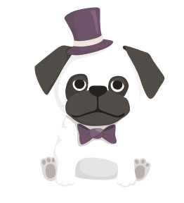 foto perro