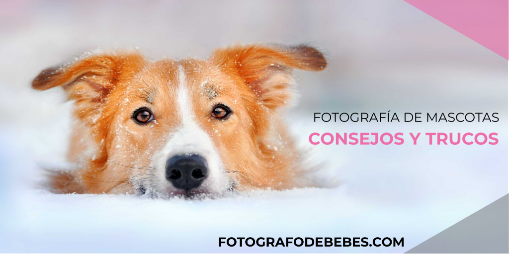 fotografia de mascotas