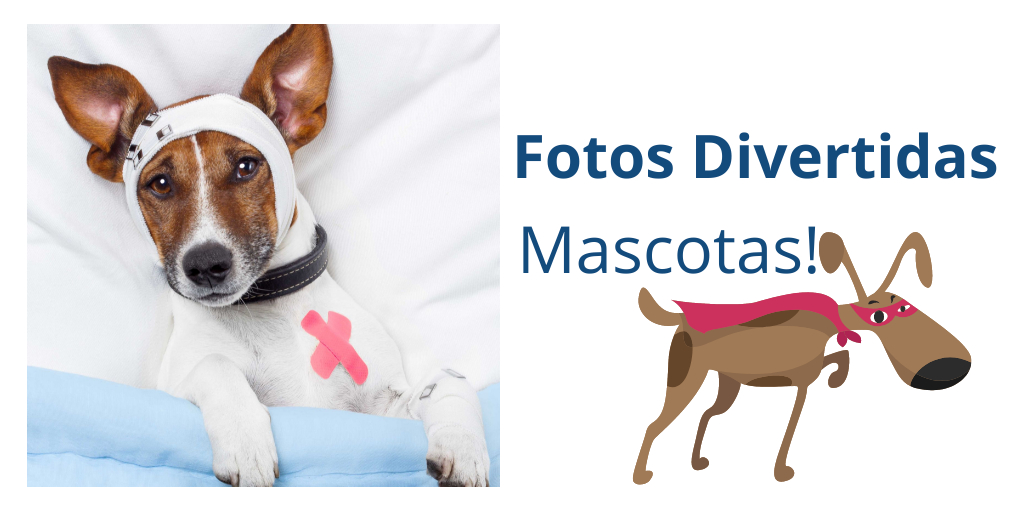 Fotos divertidas mascotas