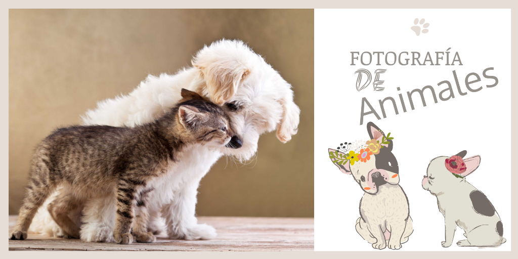 sesion fotos animales mascotas